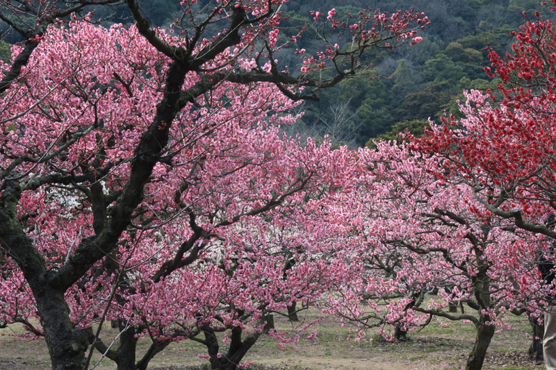 【特別名勝 栗林公園】梅の花が見頃を迎えます