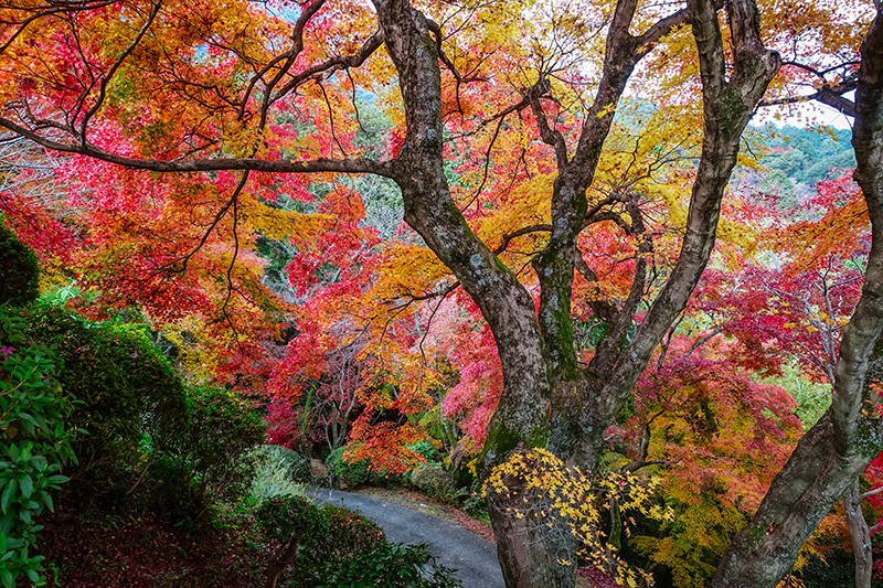 讃岐路に秋が到来！秋の彩りを楽しめる紅葉狩りスポット