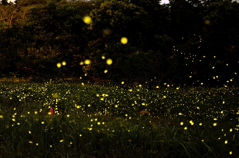 【初夏の風物詩】幻想的なホタルの乱舞を見に出掛けよう